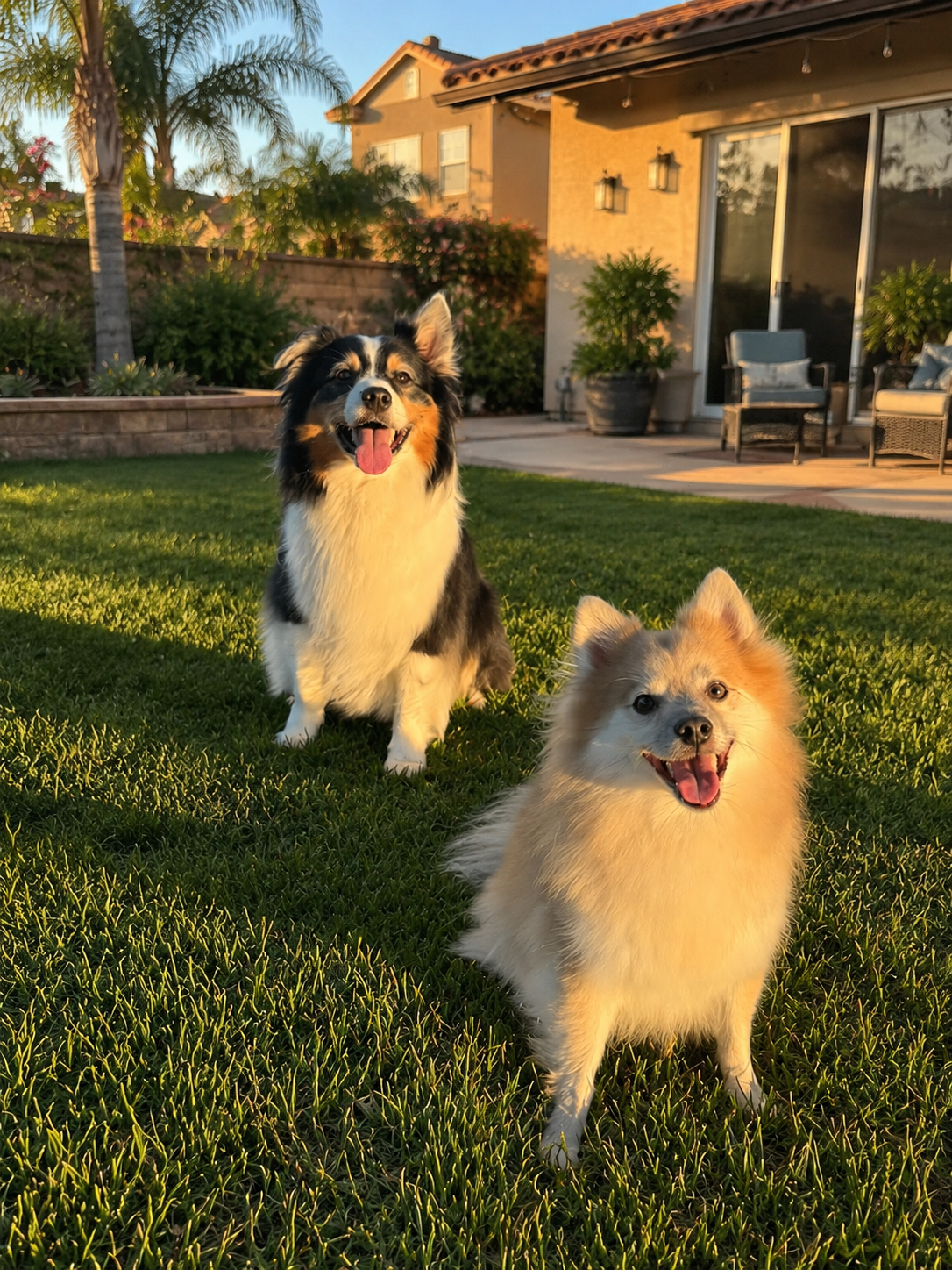 Two happy dogs playing together on a sunny grass field